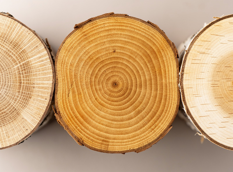 Three hardwood log cross-sections side by side comparing endgrain detail of dense oak, medium maple, and lighter birch with ring patterns
