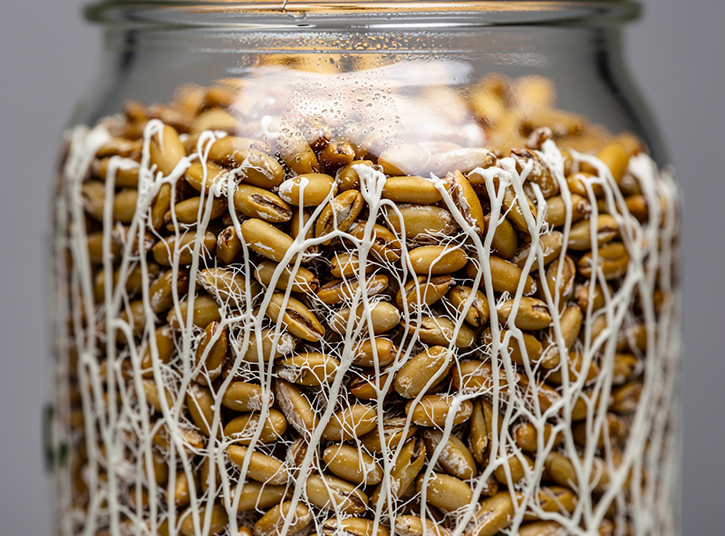 Macro photograph of healthy rhizomorphic mushroom mycelium colonizing rye grain spawn in a glass jar, dense bright white root-like strands