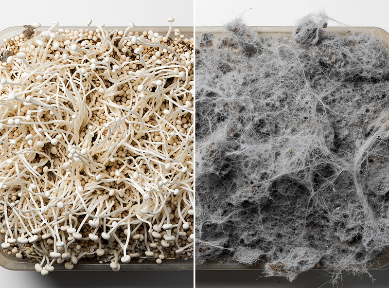 Side-by-side comparison photograph showing healthy white mushroom mycelium on the left and gray cobweb mold contamination on the right