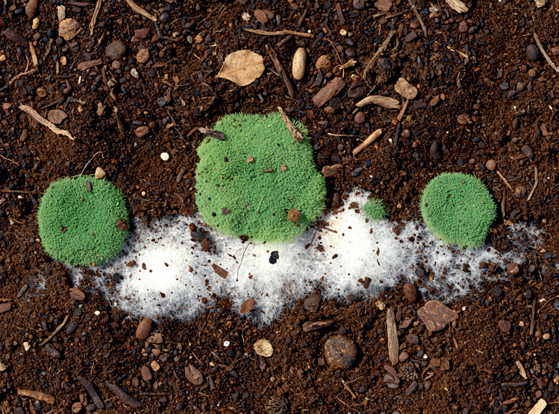 Macro photograph of contaminated coffee substrate showing green Trichoderma mold patches alongside a small amount of white mushroom mycelium