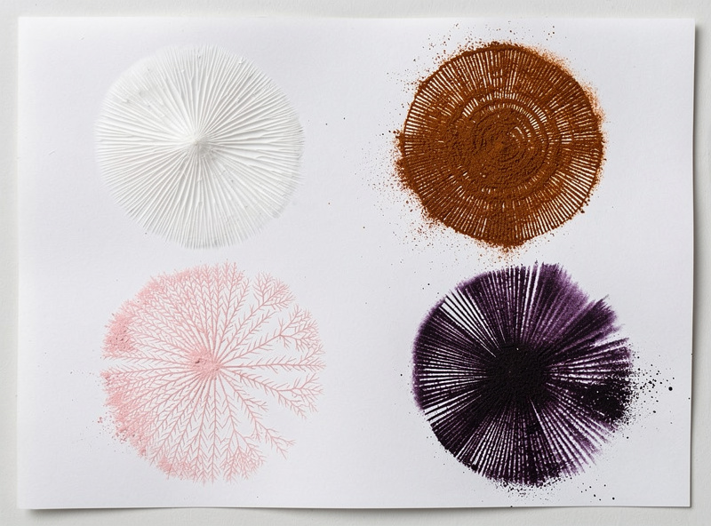 Four mushroom spore prints arranged side by side showing white pink rusty brown and purple-black colors with clear radial gill patterns