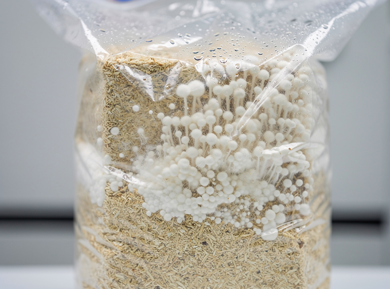 5 pound hardwood sawdust substrate block partially colonised with white lion's mane mycelium