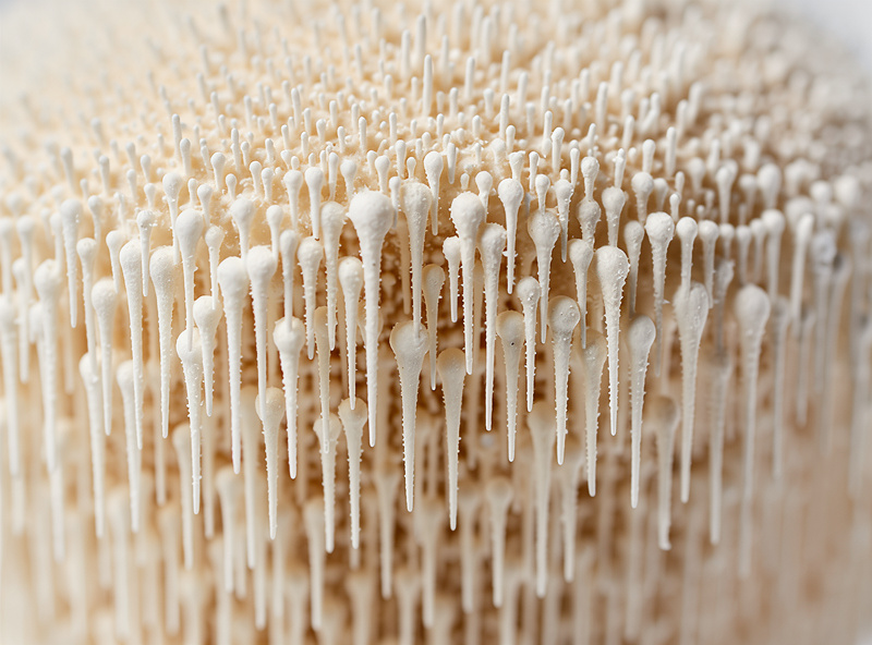 Macro photograph of a lion's mane mushroom showing the distinctive icicle-like white spines hanging downward in cascading rows