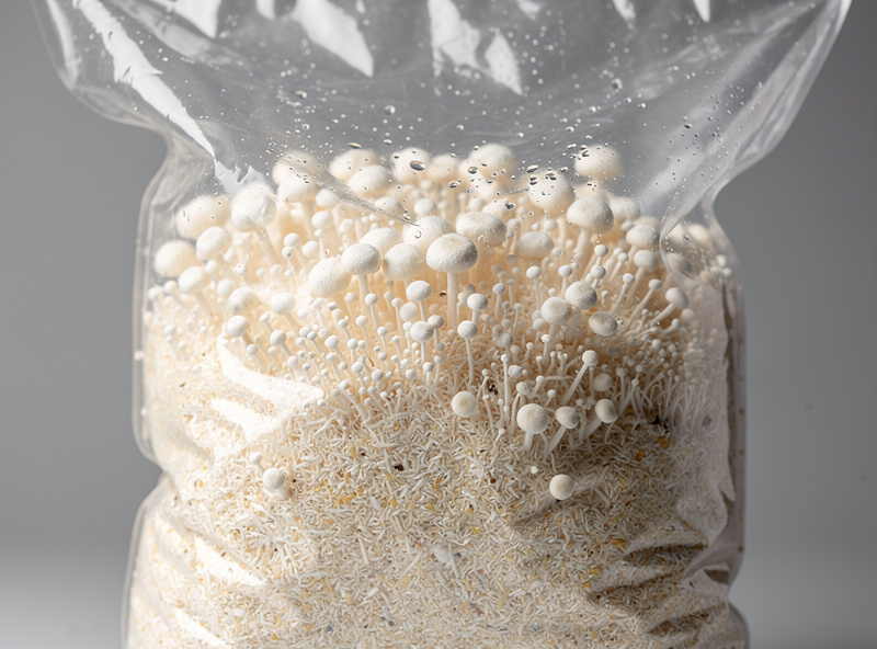 Macro photograph of a clear mushroom grow bag containing hardwood sawdust substrate colonized with white lion's mane mycelium showing primordia bumps forming on the surface