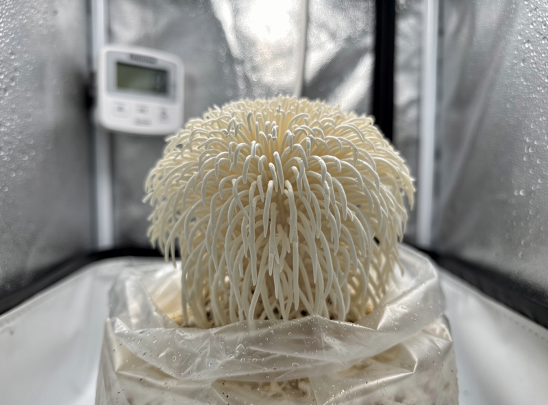 Fresh lion's mane mushroom fruiting on a substrate block inside a home cultivation tent with humidity sensor