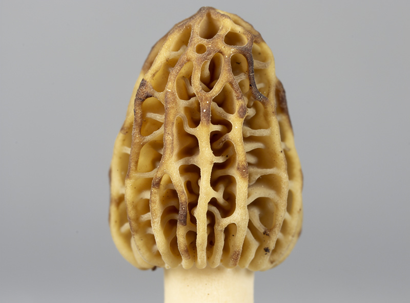 Macro photograph of a single true morel mushroom showing the characteristic honeycomb pitted exterior cap with vertical ridges and pale tan color
