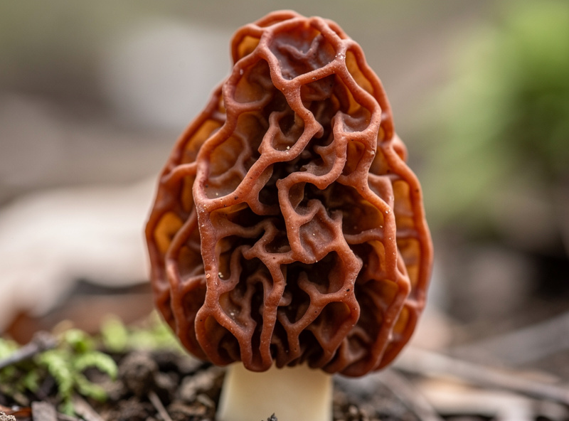 Macro photograph of a false morel Gyromitra esculenta showing the characteristic wrinkled brain-like reddish-brown cap surface