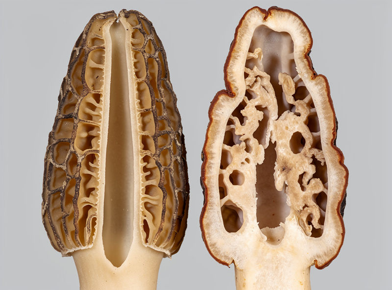 Side-by-side cross-section comparison showing a true morel with one continuous hollow chamber on the left and a false morel with chambered cottony interior on the right