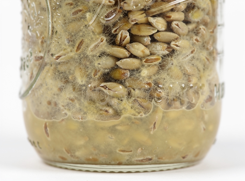 Macro photograph of contaminated wet rye grain inside a glass mason jar showing pooling yellow liquid at the bottom