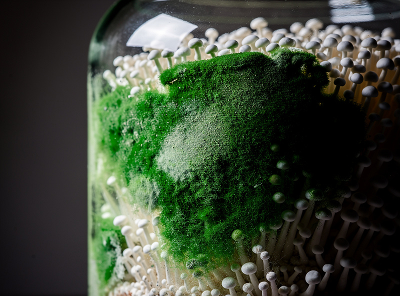 Aggressive green trichoderma mold spreading on white mushroom mycelium inside a grain spawn jar showing the contrast between healthy and contaminated areas