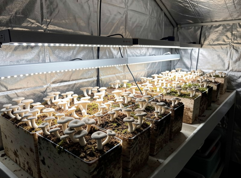 LED daylight strip lighting a shelf of fruiting oyster mushroom blocks in a home grow tent
