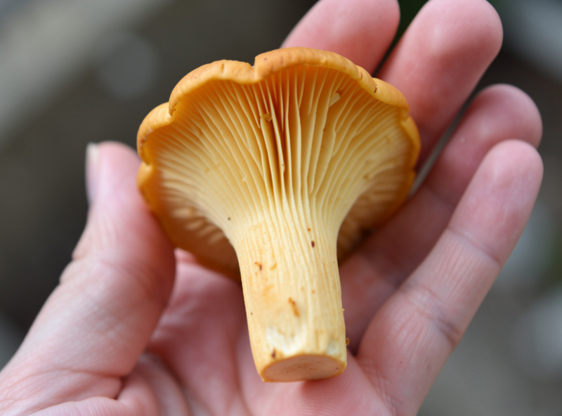 Golden chanterelle mushroom held in hand showing blunt forking false gills running down the stem