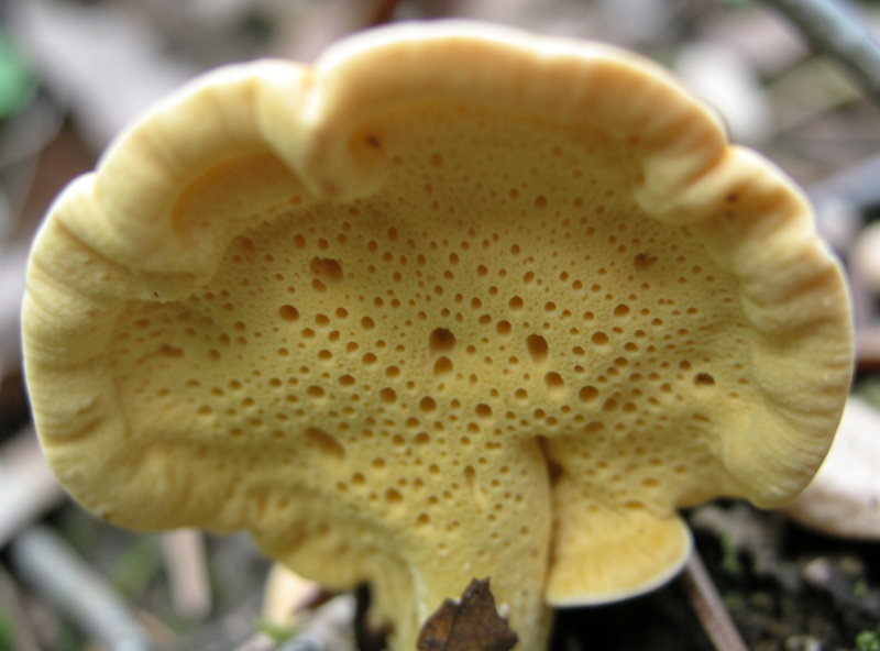 Bright orange and yellow chicken of the woods bracket fungus growing in overlapping shelves on an oak trunk