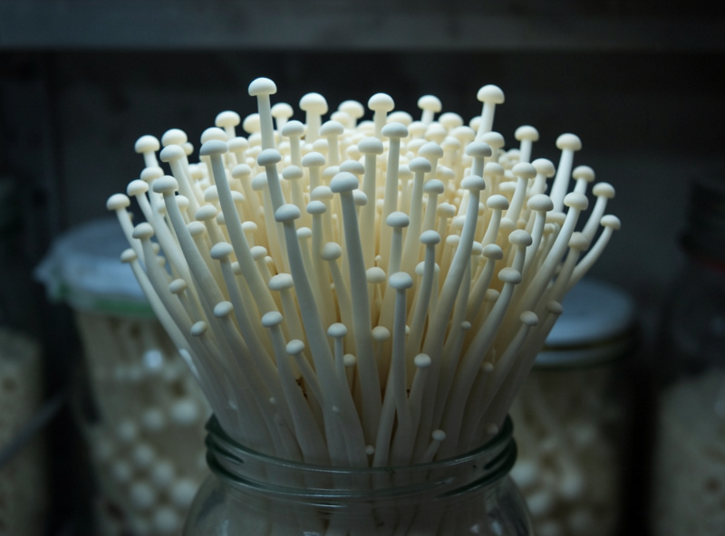 Dense cluster of long pale enoki mushrooms with small caps growing up out of a glass jar collar in dim light