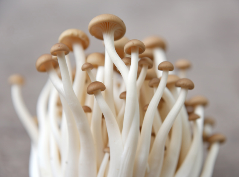 Leggy oyster mushrooms with long pale stems showing CO2 stress from insufficient fresh-air exchange