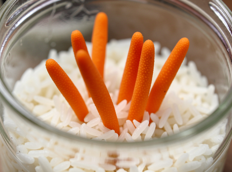 Jar of orange cordyceps militaris clubs fruiting on a rice substrate under grow light