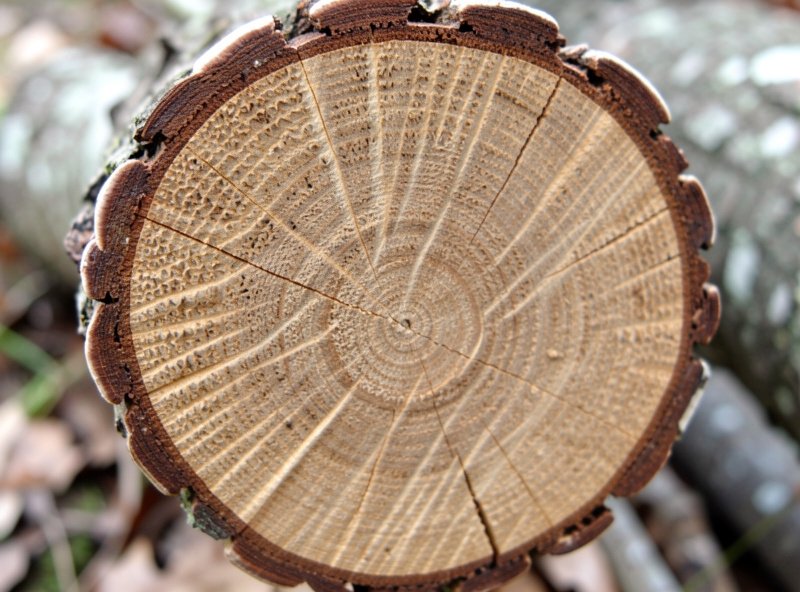 Oak log with brown shiitake mycelium skin forming across the cut end