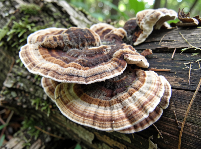 Turkey tail mushrooms growing in concentric brown and tan bands on a hardwood log outdoors