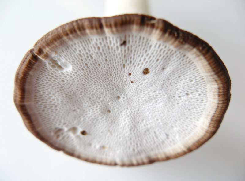 Underside of a turkey tail bracket showing the fine pore surface used for identification