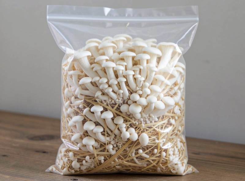 Fully colonized white oyster mycelium in a straw substrate bag ready to fruit