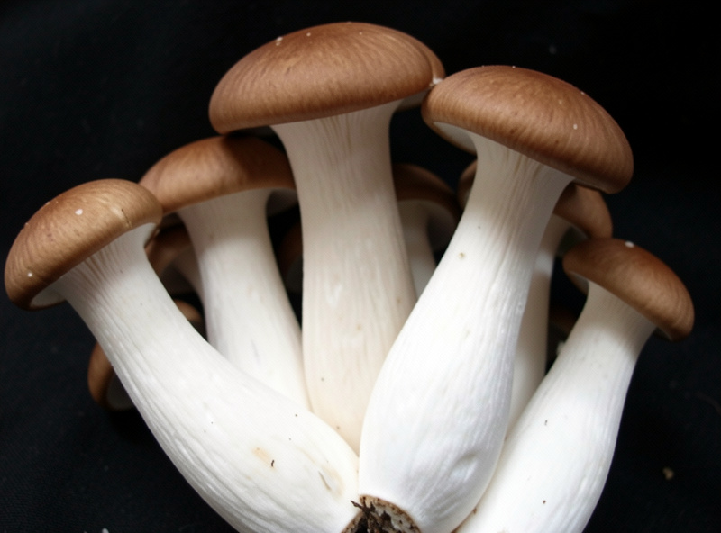 King oyster mushrooms with thick white stems and small brown caps