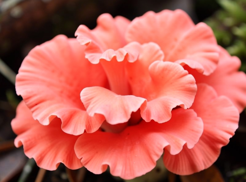 Vivid coral-pink oyster mushroom cluster fruiting from a substrate block