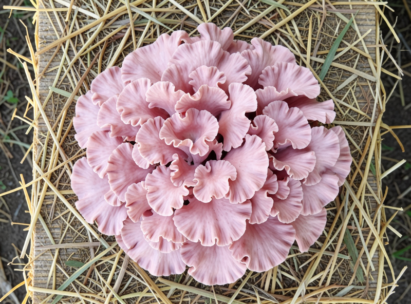 Dense ruffled pink oyster mushroom clusters at peak harvest maturity