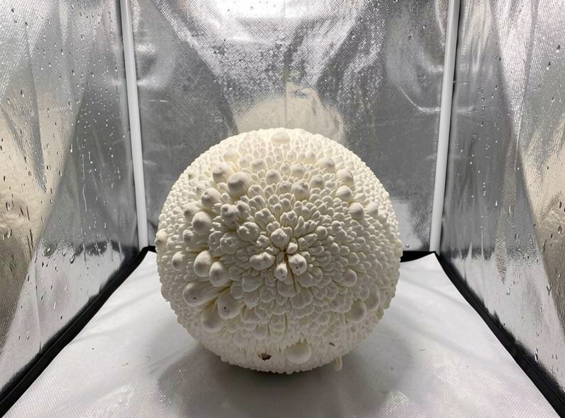 Fully colonized white lion's mane fruiting block inside a humidity tent