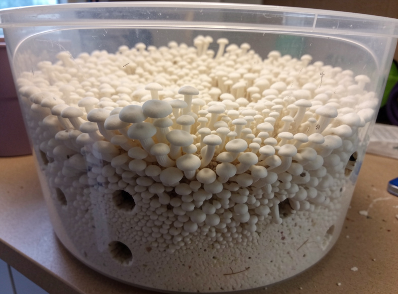 A 54-quart clear monotub of pasteurized bulk substrate colonizing with white mycelium