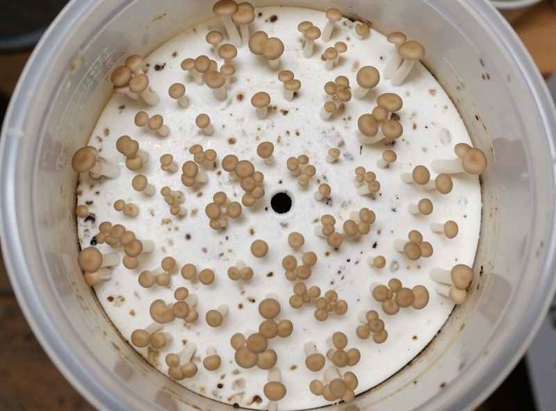 Oyster mushroom pins forming across the surface of a colonized bulk substrate tub