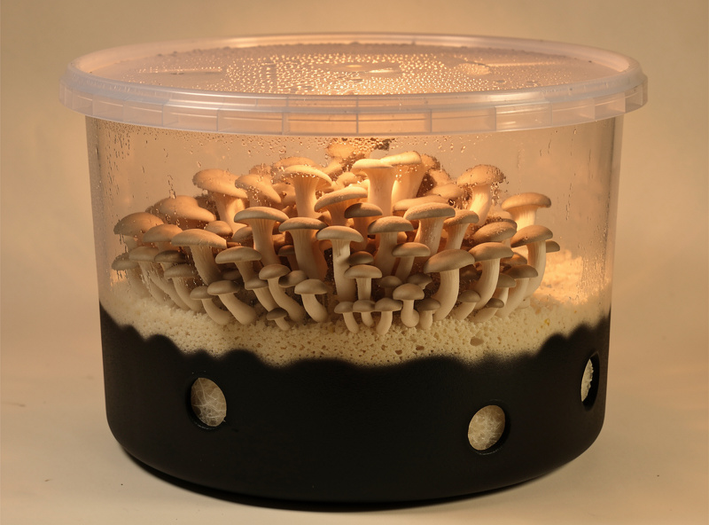 A finished monotub with blacked-out lower walls and polyfill-filled holes, oyster mushrooms flushing inside