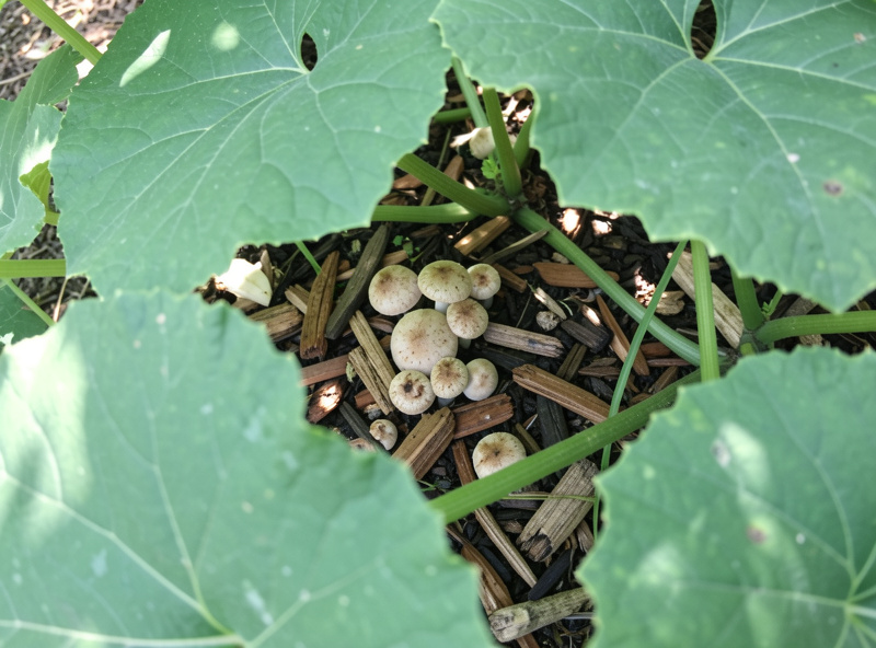 Wine cap mushroom bed of wood chips tucked beneath broad squash leaves in a garden