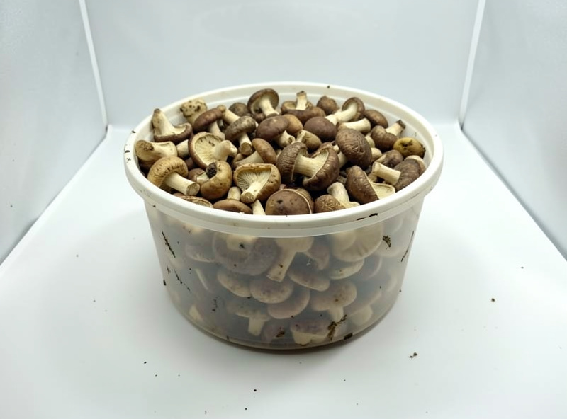 A harvested mushroom tub surface cleaned of stumps, resting before the next flush