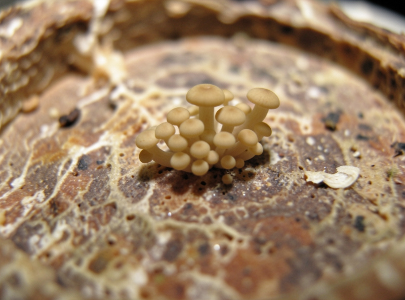 Healthy young mushroom pins developing into small mushrooms on a colonized tub surface