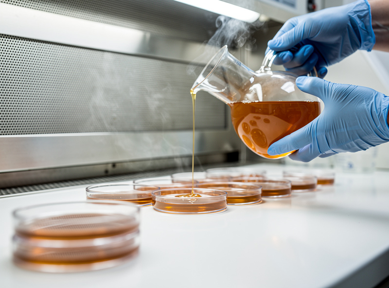 Pouring sterilized amber agar from a flask into petri dishes in front of a laminar flow hood