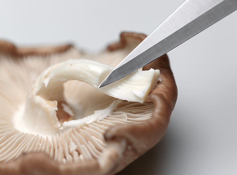 A scalpel cutting a tiny piece of clean inner tissue from the interior of a torn fresh oyster mushroom