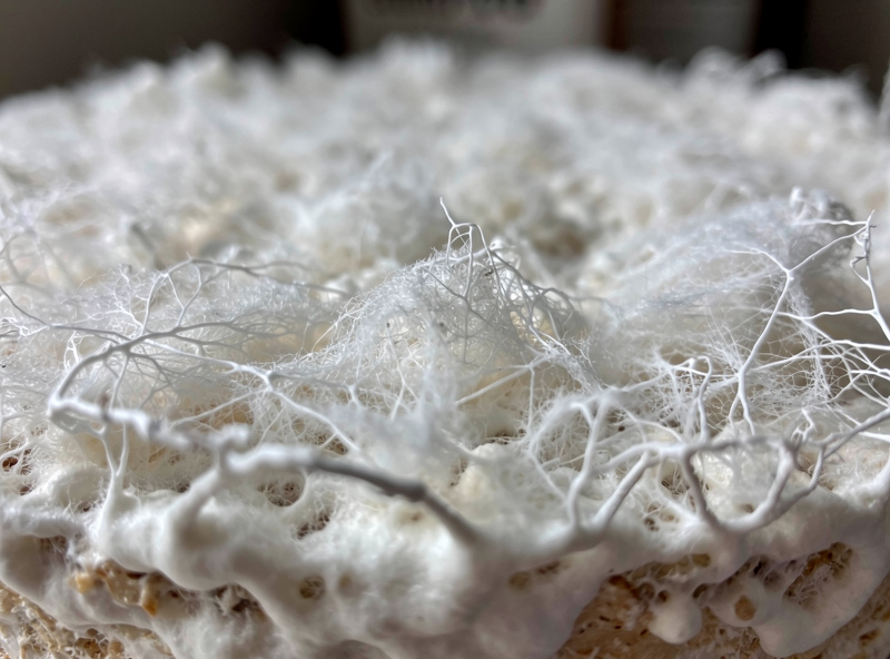 Close-up of fuzzy aerial tomentose white mycelium overlay matting over a colonized substrate surface with no pins