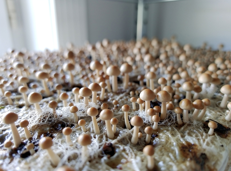 Healthy mushroom primordia and tiny pins forming on a substrate surface with good fresh air exchange