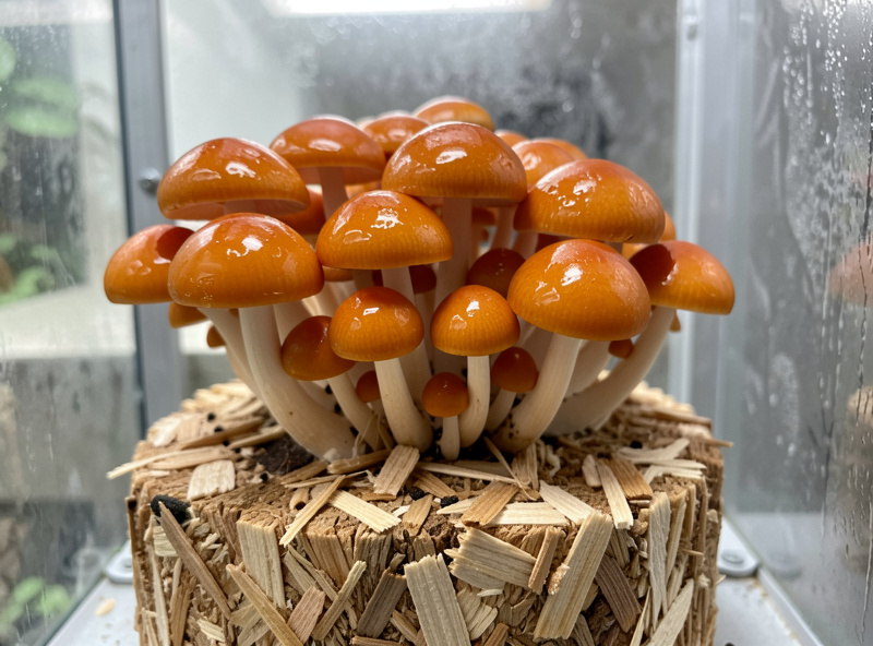 Cluster of nameko mushrooms with small glossy amber caps growing from a hardwood sawdust block in a humid chamber