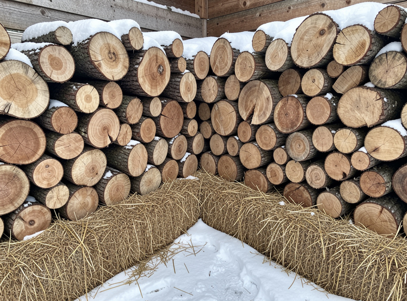 Inoculated mushroom logs stacked tight with mulch at the base for winter protection