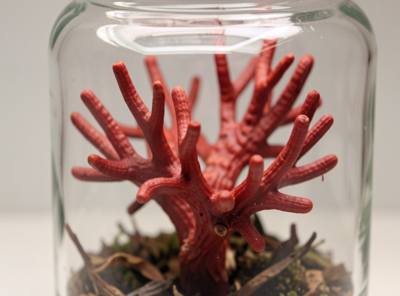 Reishi mushroom antler form growing inside a high-CO2 glass jar on a cultivation shelf