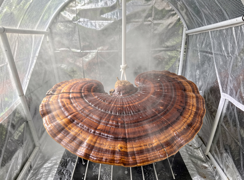 Flat lacquered reishi conk fruiting body in a humidity tent under fresh-air exchange