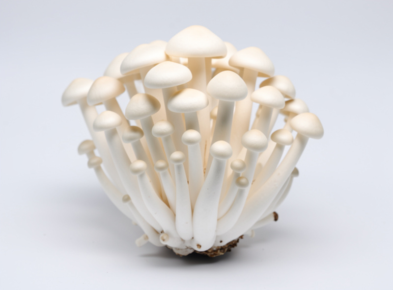 Cluster of white beech mushrooms bunapi-shimeji with small ivory caps in a bouquet on a pale surface