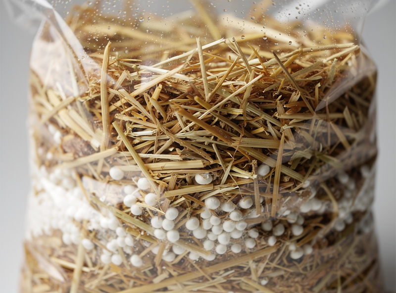 Pasteurized straw drained to field capacity and layered with white oyster grain spawn inside a clear grow bag