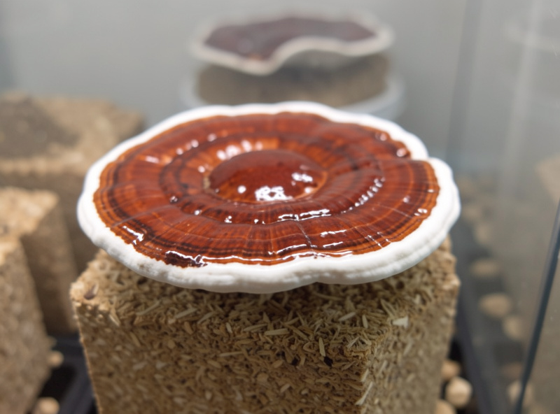 Young reishi conk with a glossy lacquered red-brown cap and white growing margin on a sawdust block