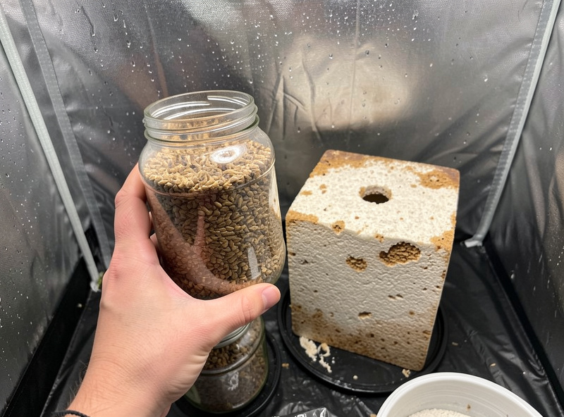 Hands holding a colonized grain spawn jar next to a fruiting block in a home tent