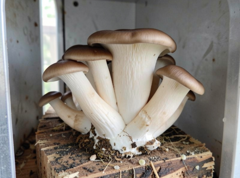 King oyster mushrooms with thick pale stems fruiting from a masters mix block