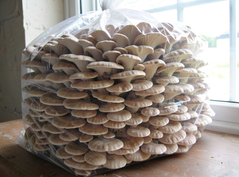 Dense layered shelf cluster of pearl oyster mushrooms fruiting from a bag