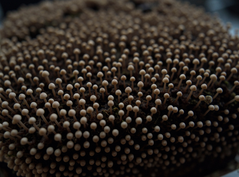 Fruiting block surface covered in dozens of tiny aborted mushroom pinheads