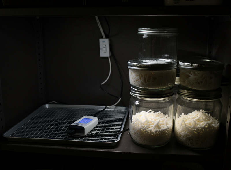 Dark incubation shelf with a heat mat, thermostat probe, and colonizing spawn jars